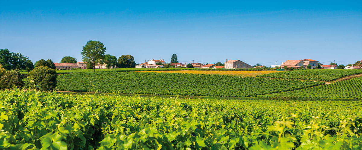 France,Bordeaux, Vineyard landscape